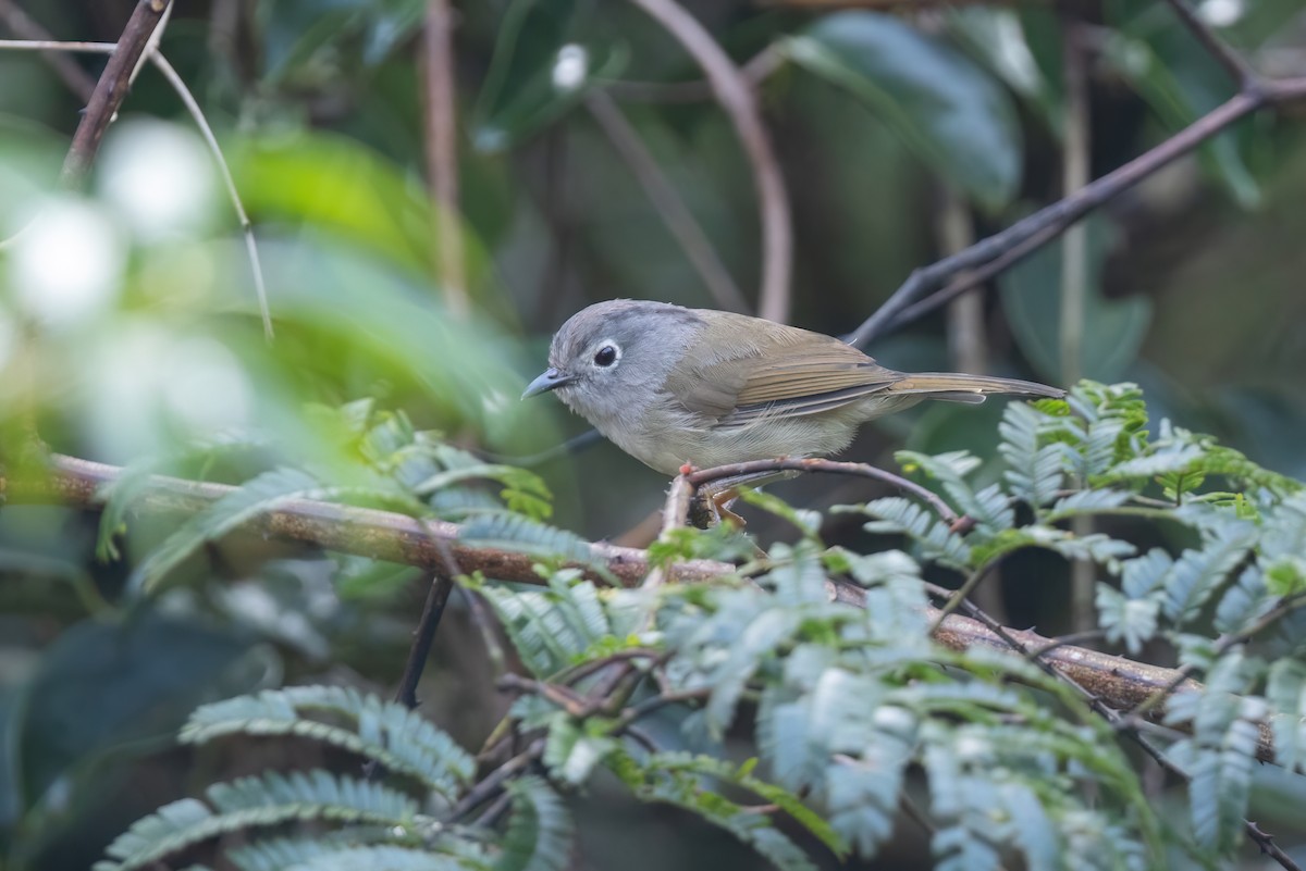 Huet's Fulvetta - ML644510404