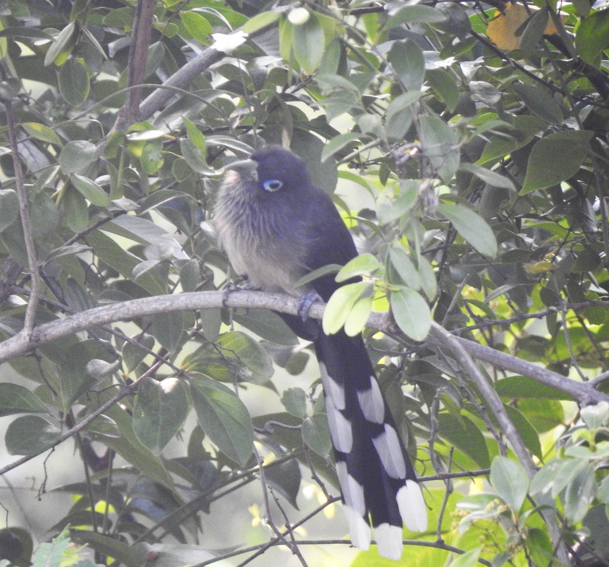 Blue-faced Malkoha - ML644510408