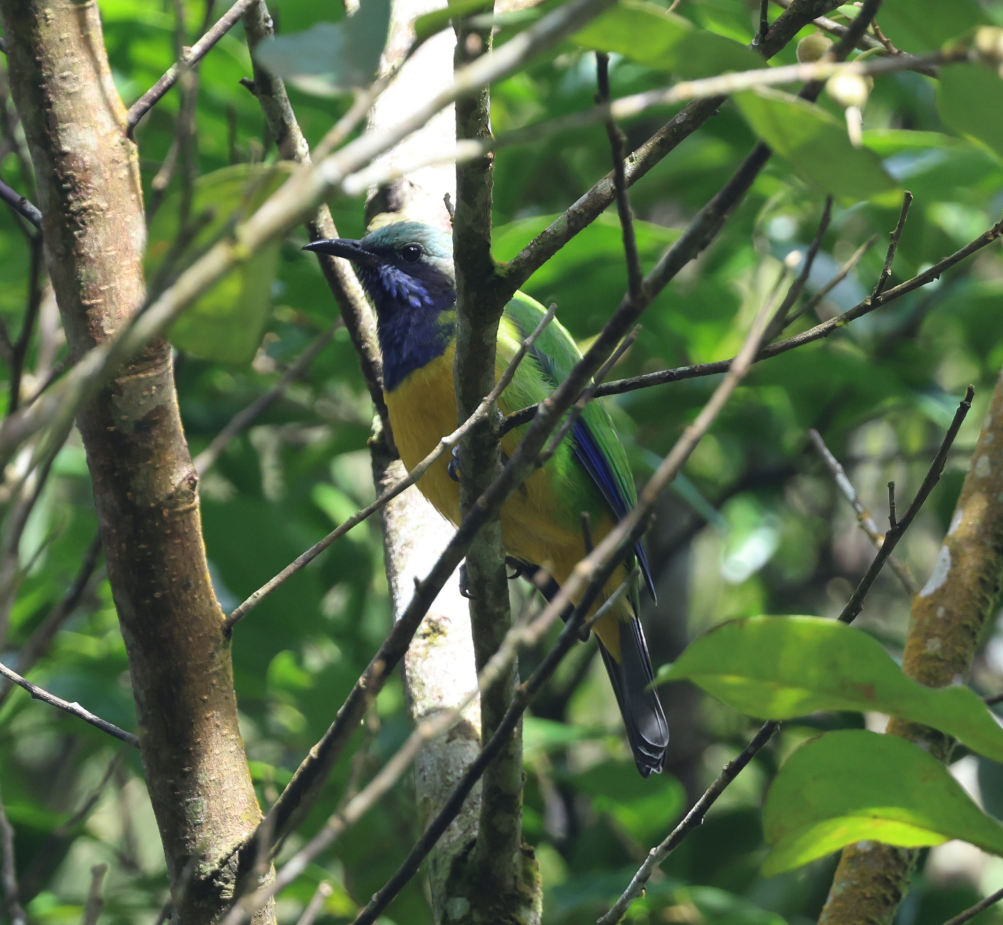 Orange-bellied Leafbird - ML644510410