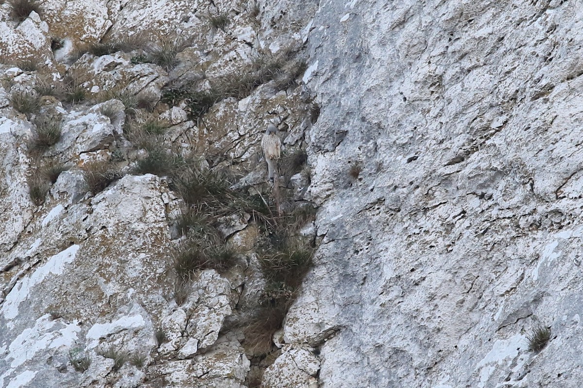 Eurasian Kestrel - ML644510413