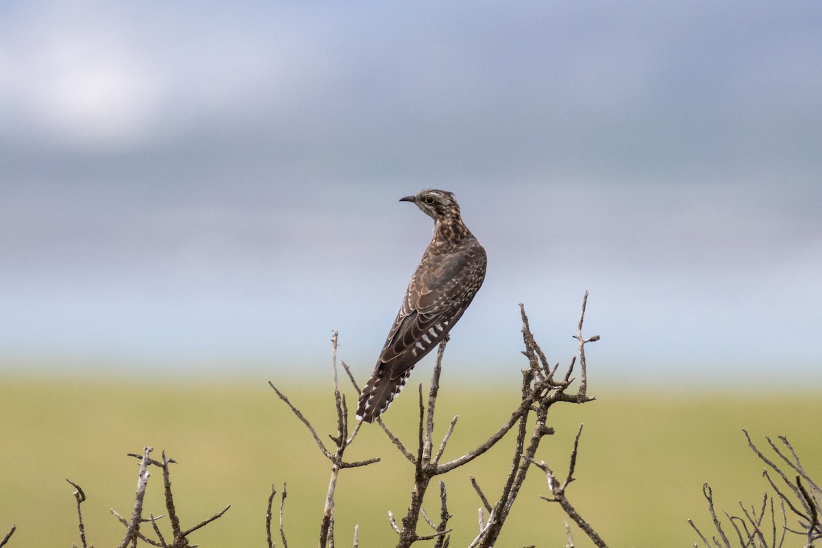 Pallid Cuckoo - ML644510414