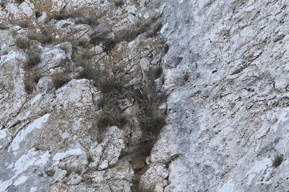 Eurasian Kestrel - ML644510416