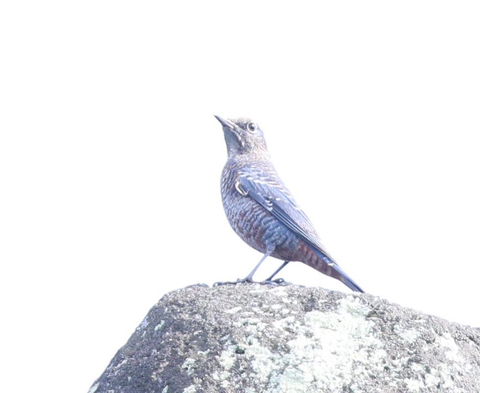 Blue Rock-Thrush - ML644510417
