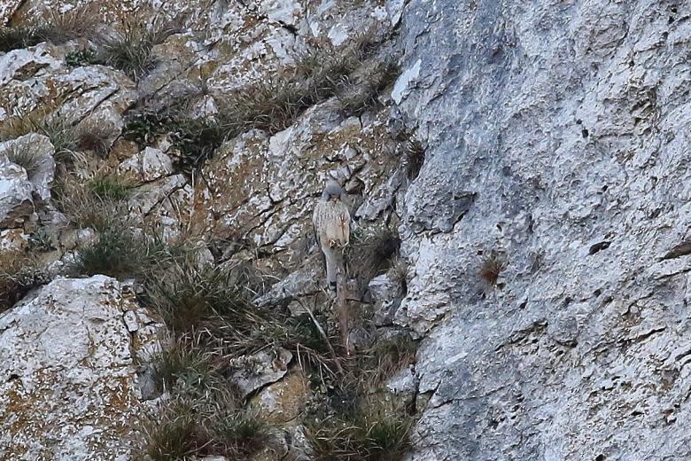 Eurasian Kestrel - ML644510418