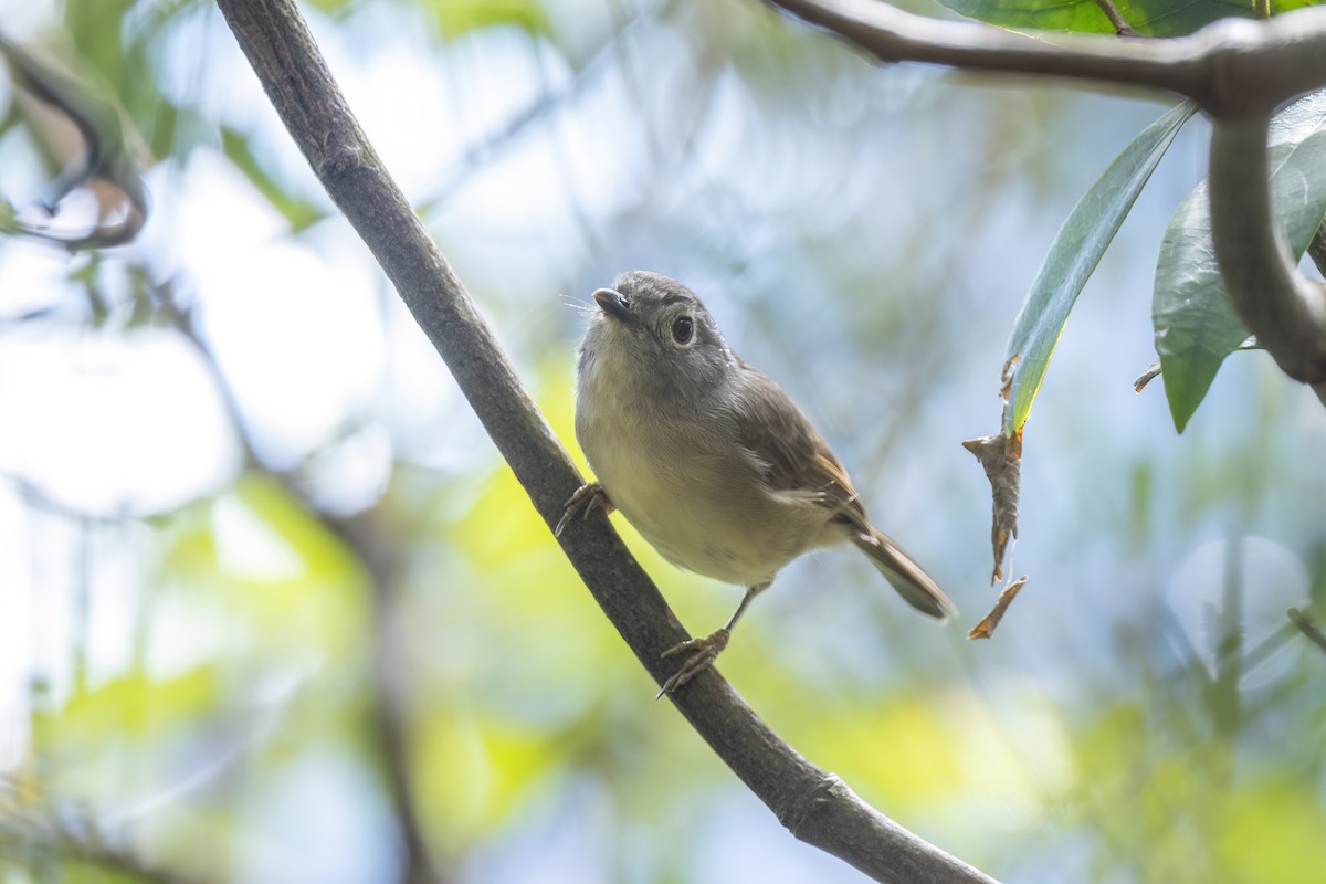 Huet's Fulvetta - ML644510419