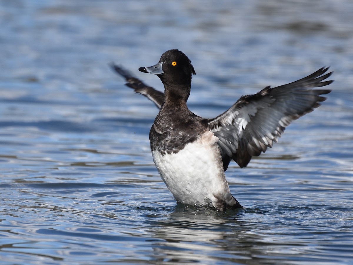 Tufted Duck - ML644510424