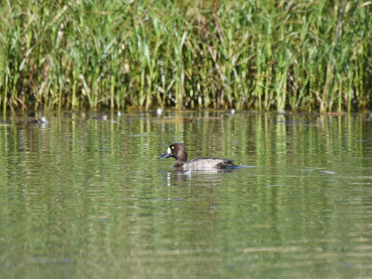 Greater Scaup - ML644510429