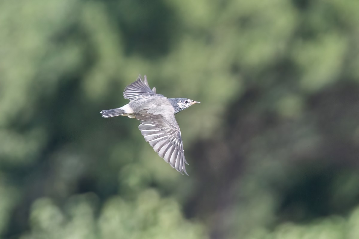 White-cheeked Starling - ML644510430