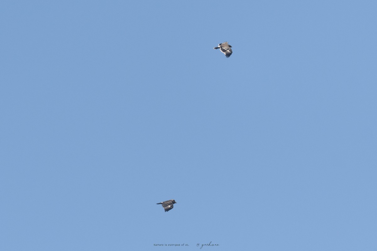 ソウゲンワシ - ML644510434