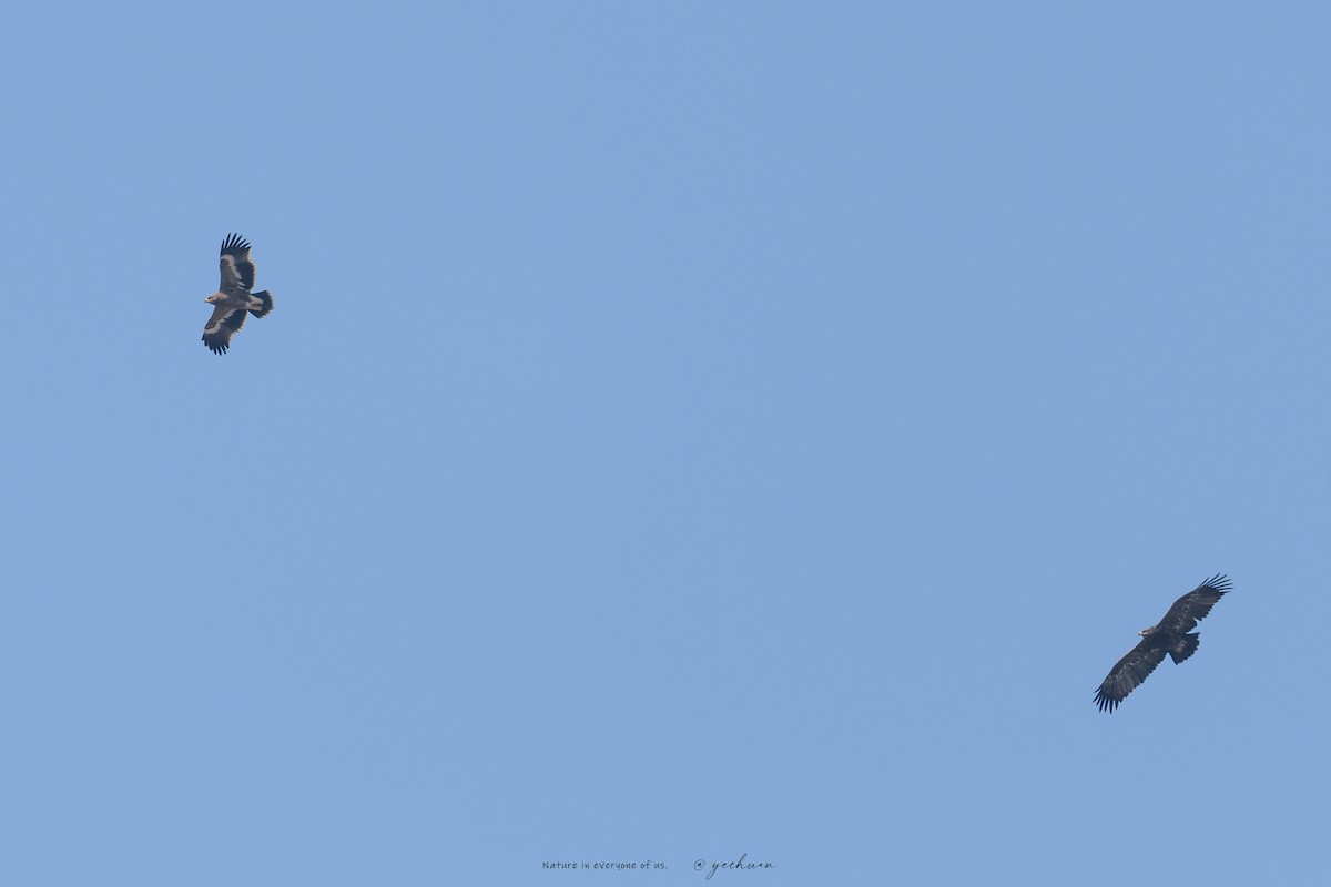 ソウゲンワシ - ML644510435