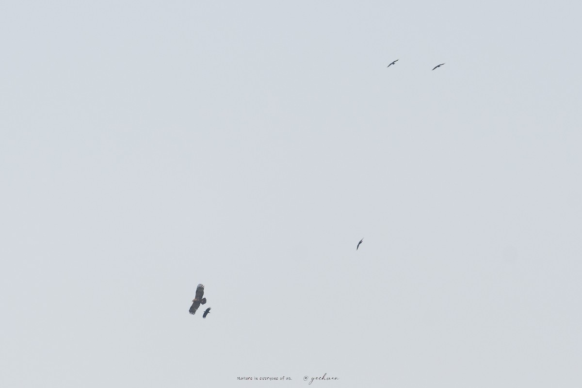 ソウゲンワシ - ML644510436