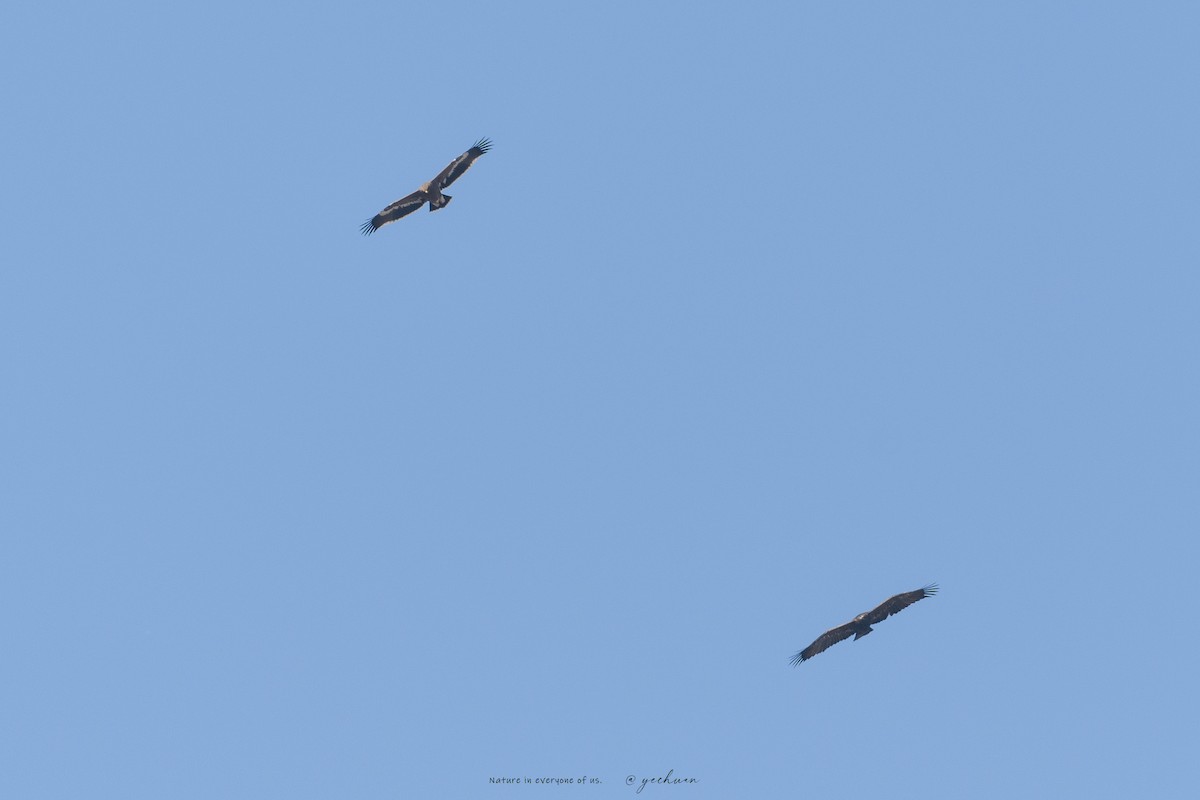 ソウゲンワシ - ML644510437