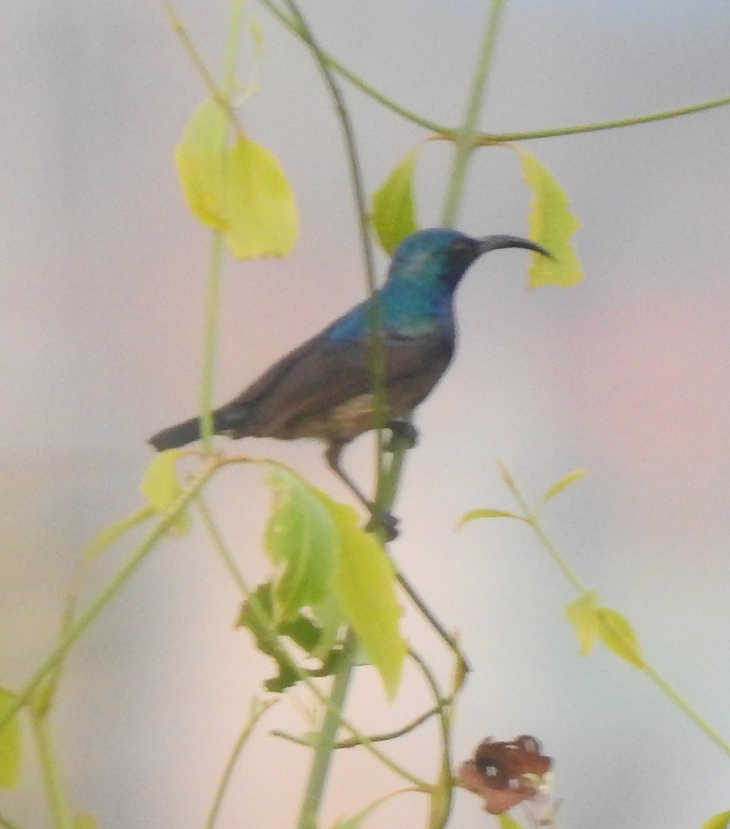 Loten's Sunbird - ML644510438