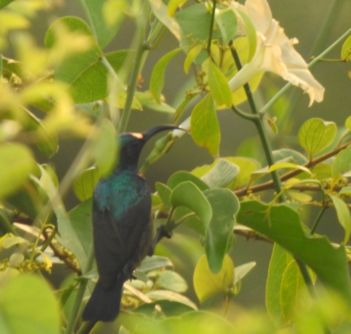 Loten's Sunbird - ML644510439