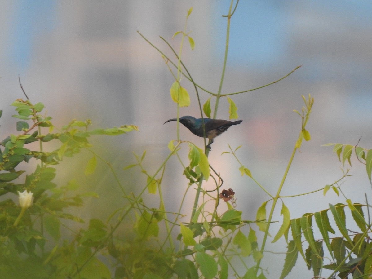 Loten's Sunbird - ML644510440