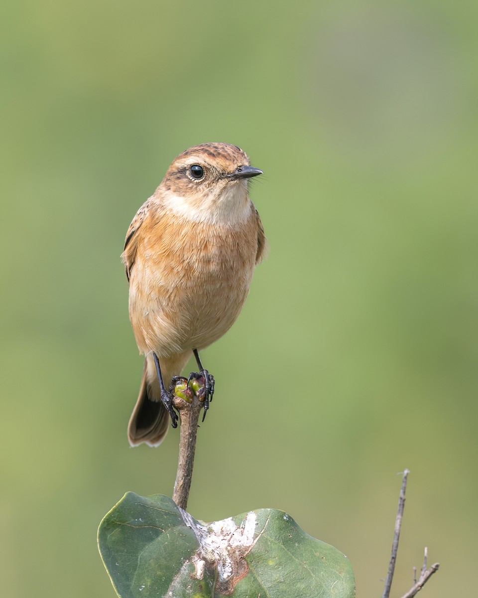 Amur Stonechat - ML644510442