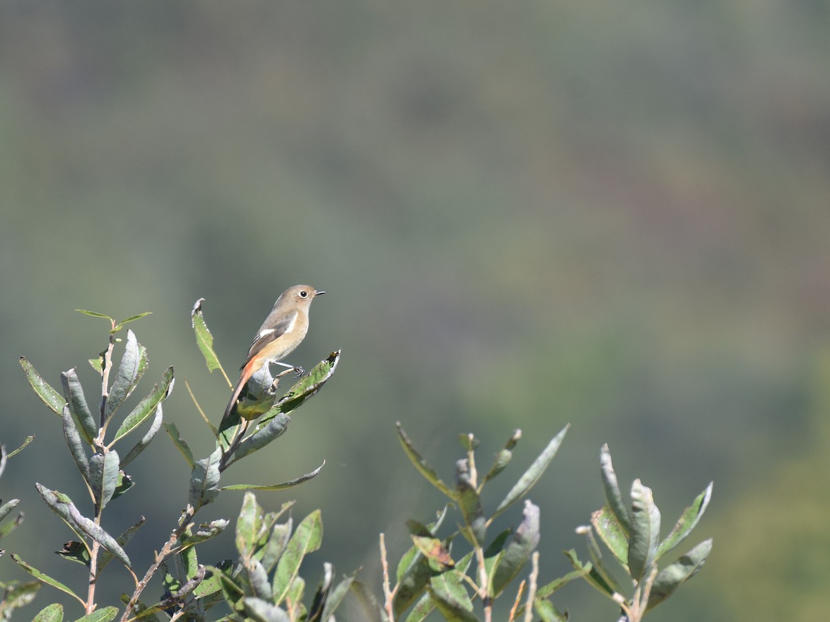 Daurian Redstart - ML644510443