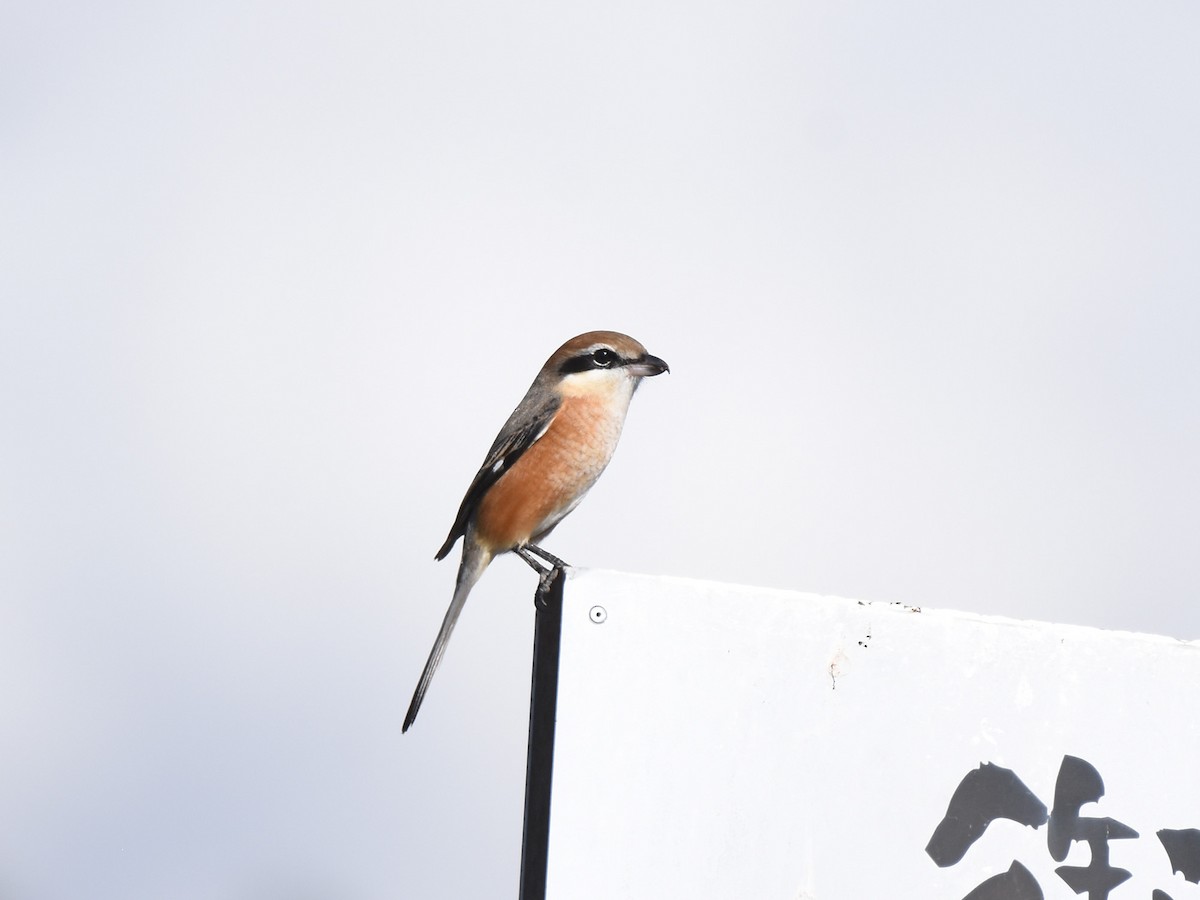 Bull-headed Shrike - ML644510446
