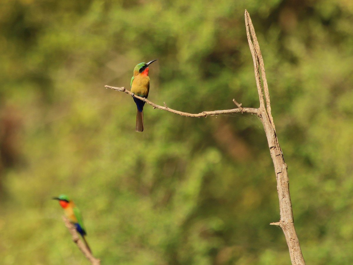 Red-throated Bee-eater - ML644510447