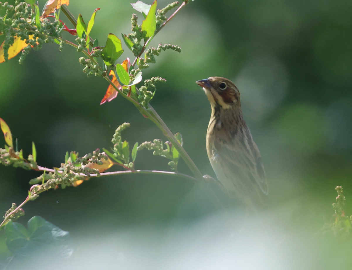 Bandammer - ML644510448