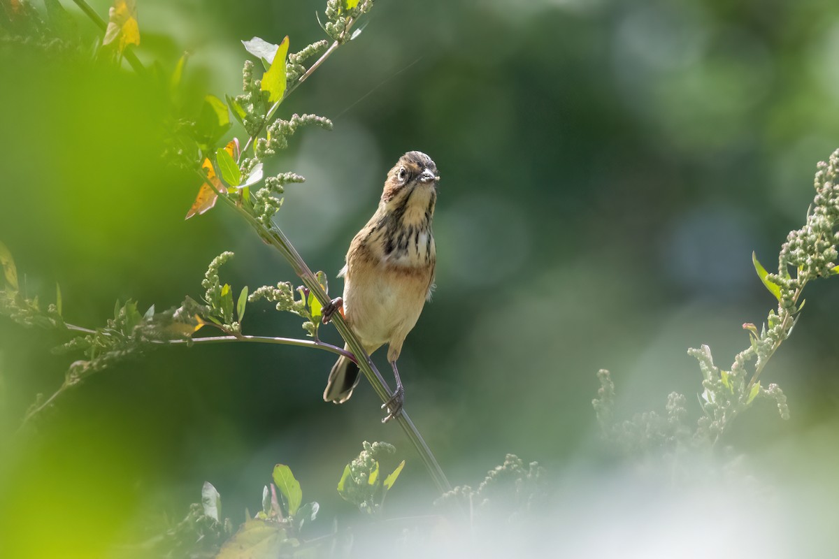 Bandammer - ML644510451