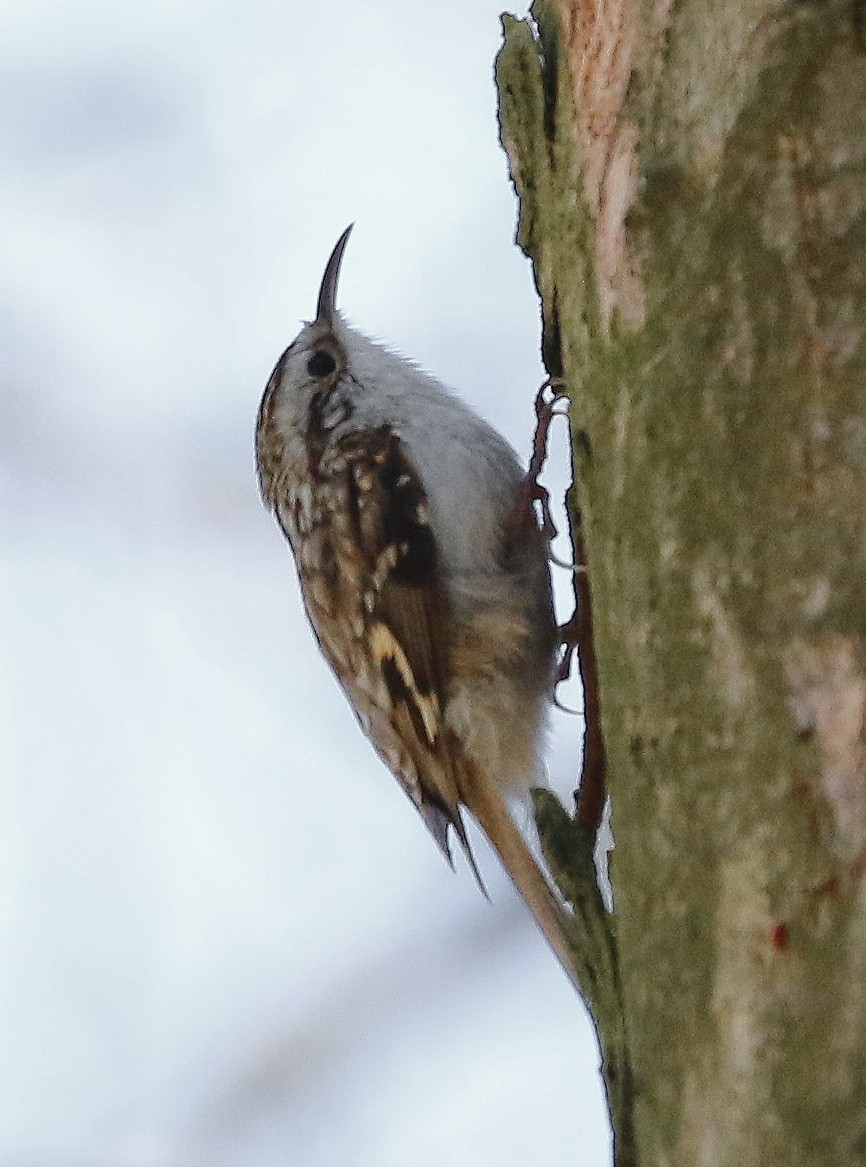 trekryper - ML644510454