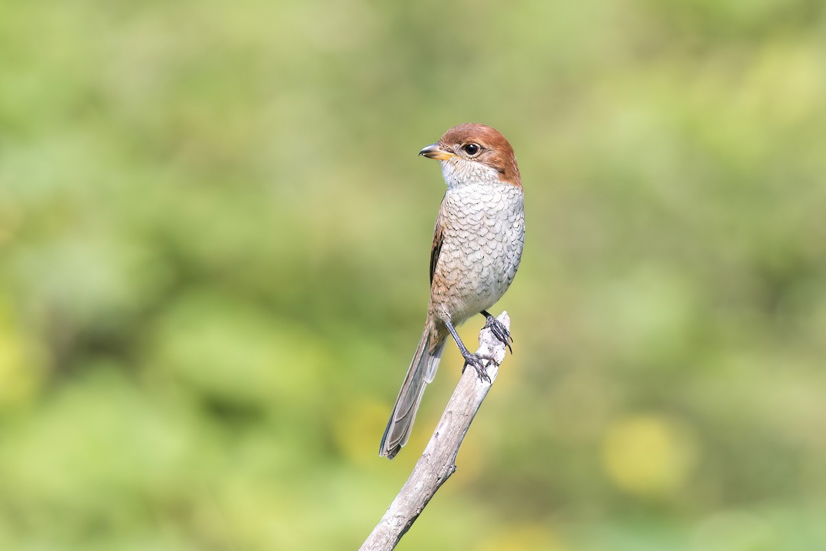 Bull-headed Shrike - ML644510461
