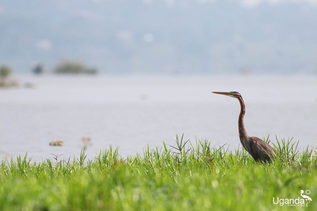 ムラサキサギ - ML644510462