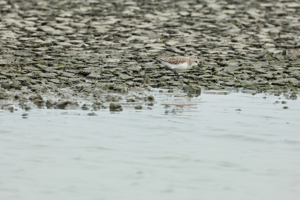 Red-necked Stint - ML644510464