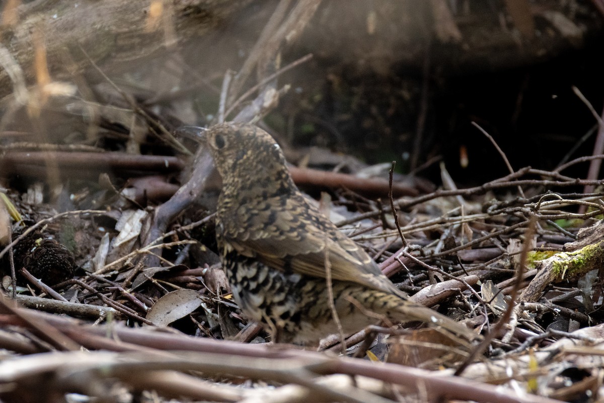 Bassian Thrush - ML644510465