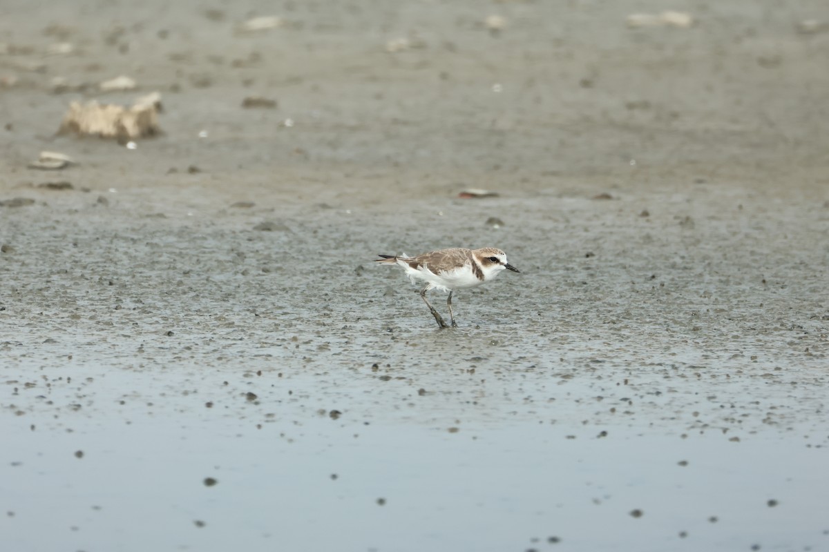 Kentish Plover - ML644510471