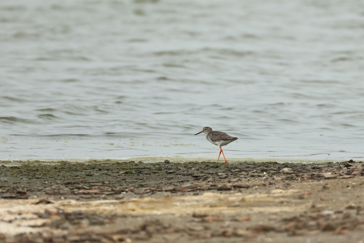 Common Redshank - ML644510473