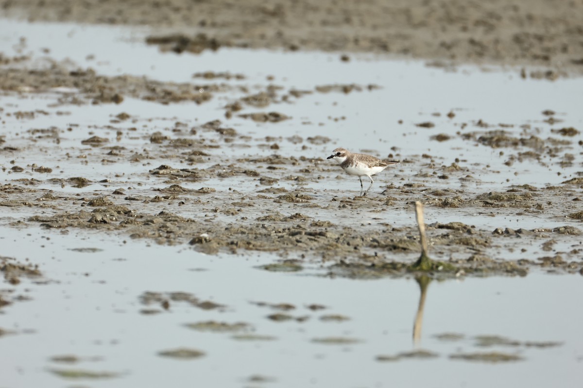 Siberian Sand-Plover - ML644510477