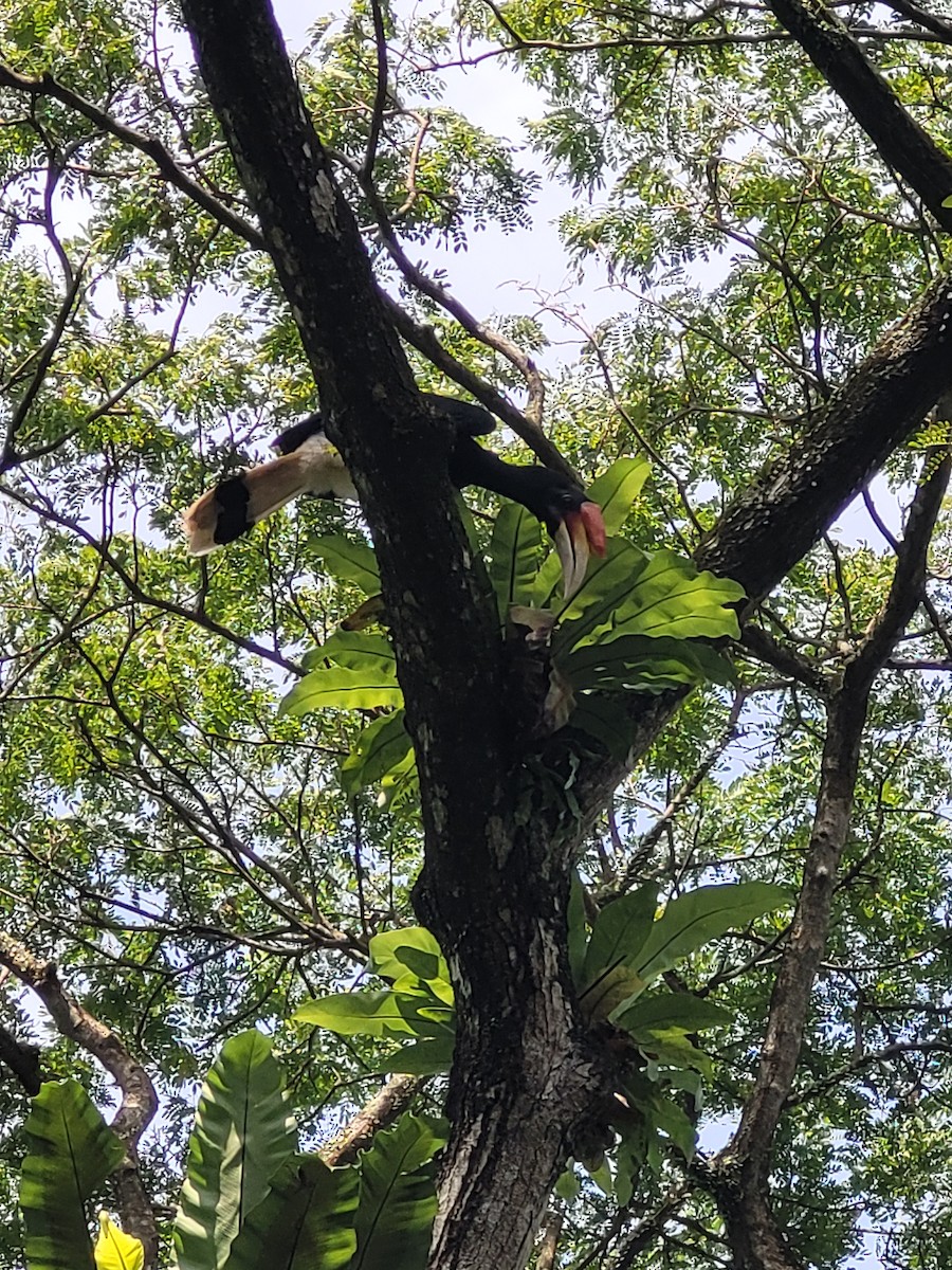 Rhinoceros Hornbill - ML644510478