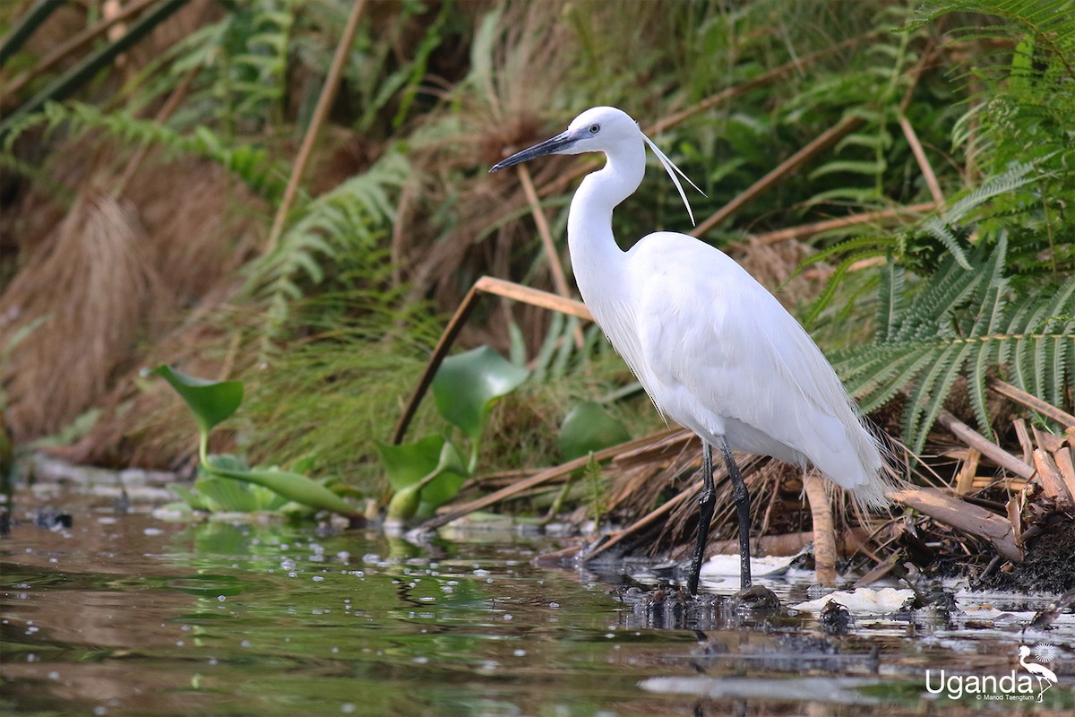 silkehegre (garzetta) - ML644510479