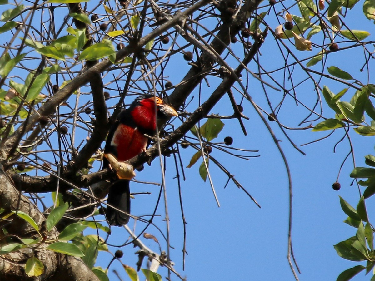 Bearded Barbet - ML644510480