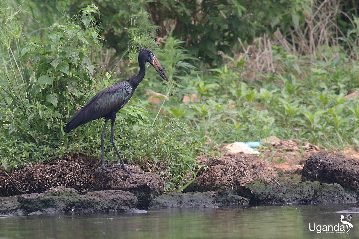 Matxardamoko beltza - ML644510485