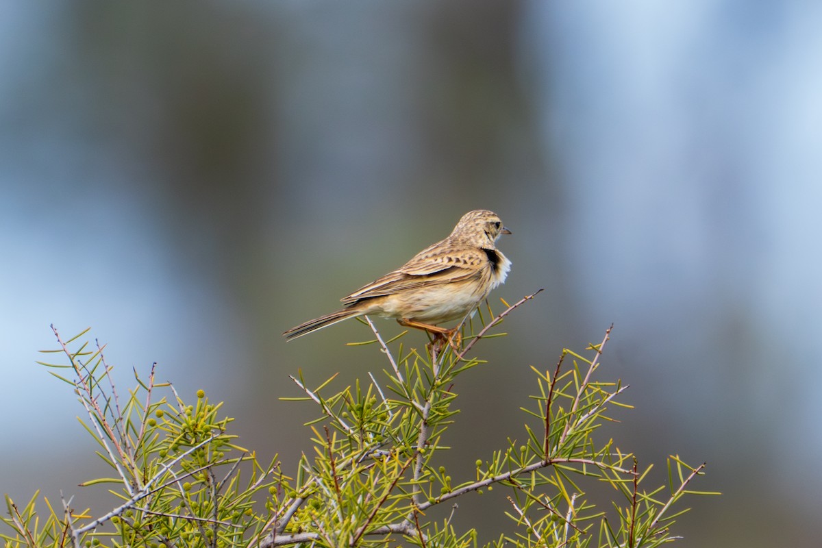 Australian Pipit - ML644510486