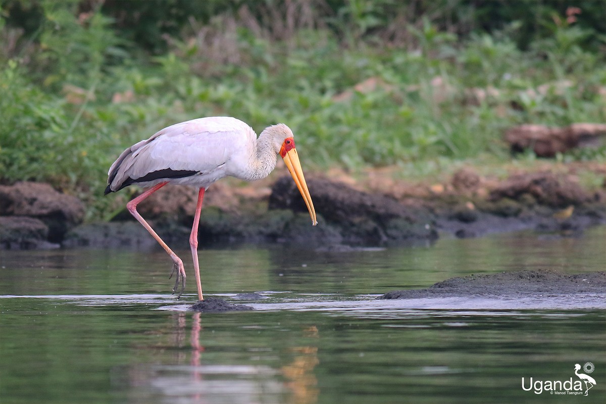 חסידן ורוד - ML644510488