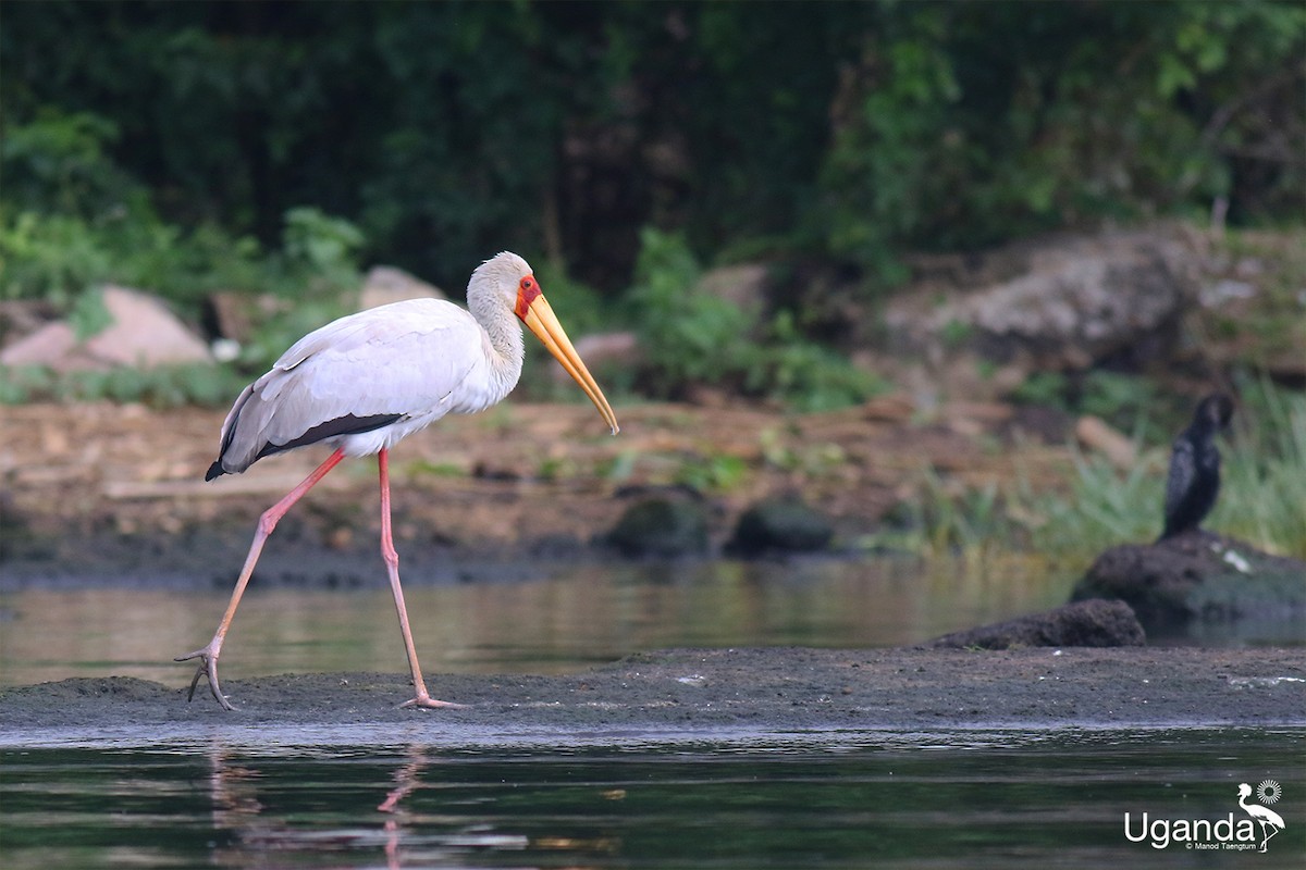 חסידן ורוד - ML644510489