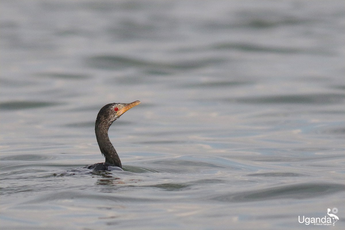 アフリカコビトウ - ML644510492