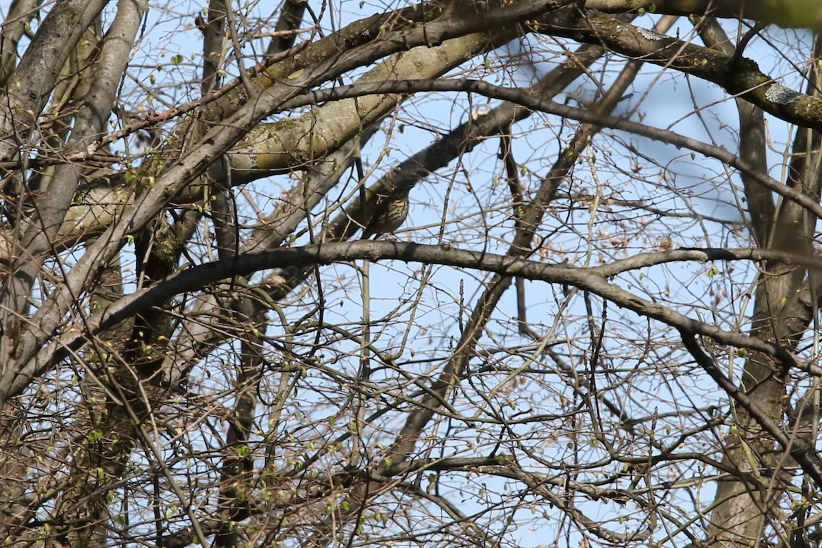 måltrost - ML644510501