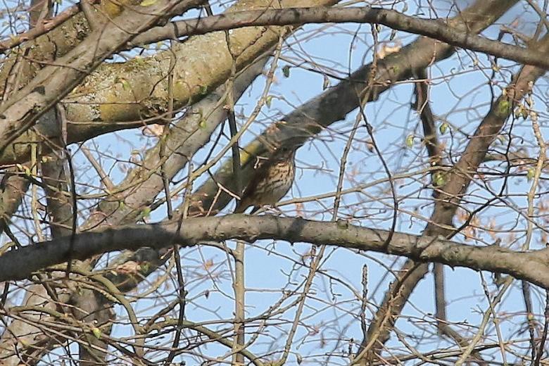 måltrost - ML644510503