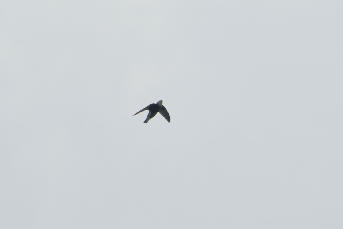 White-throated Needletail - ML644510507