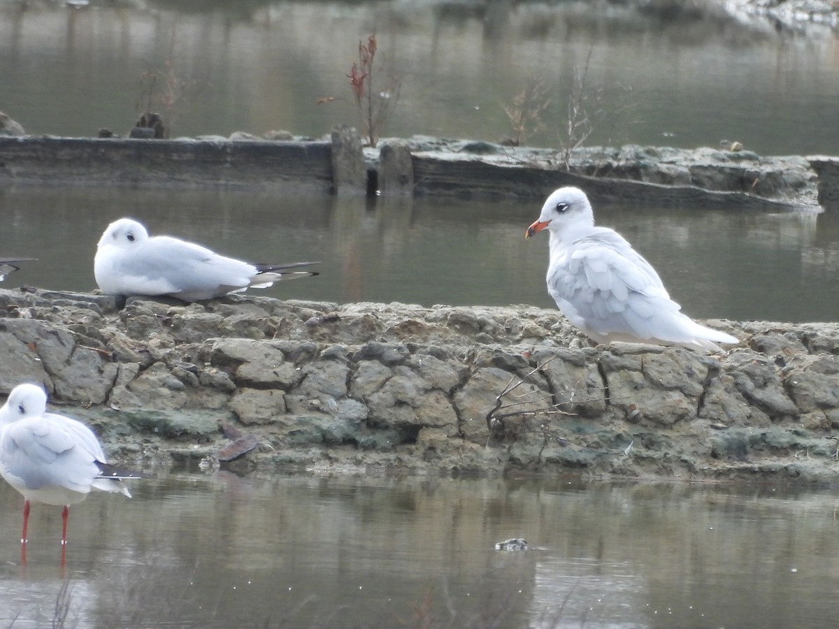 Mediterranean Gull - ML644510511