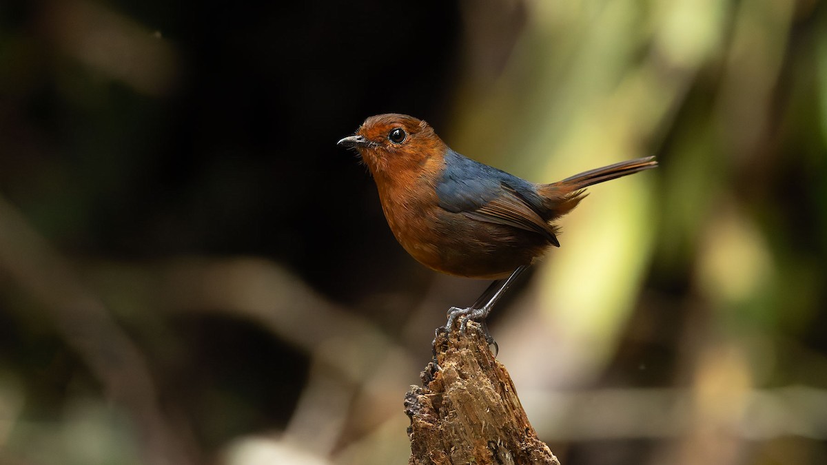 Bornean Shortwing - ML644510516