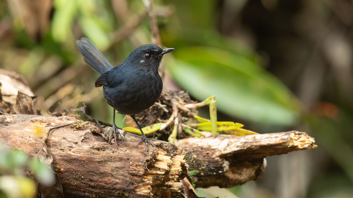 Bornean Shortwing - ML644510517