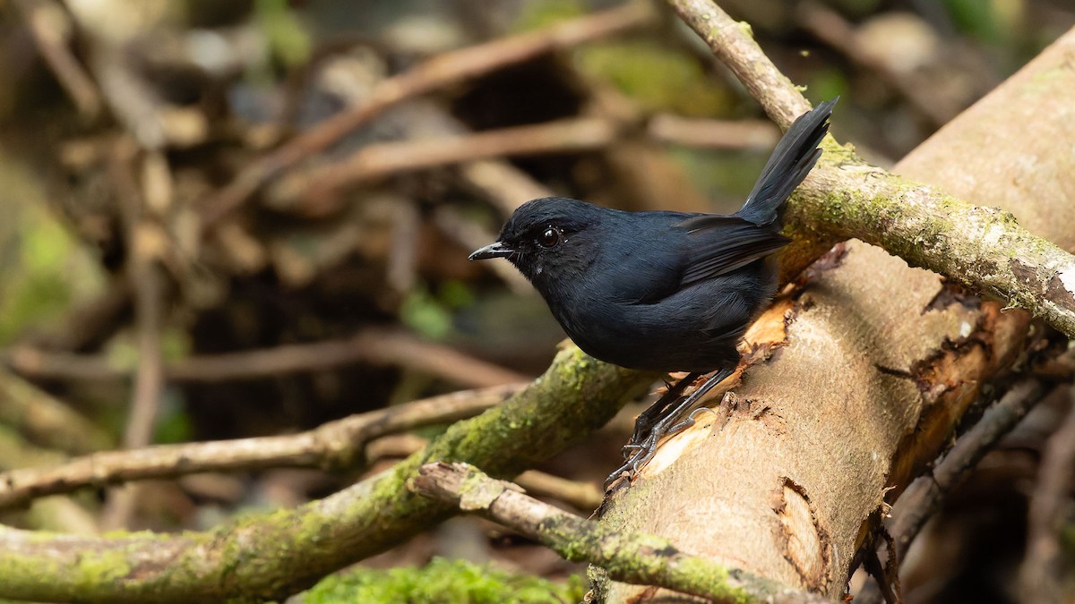 Bornean Shortwing - ML644510518