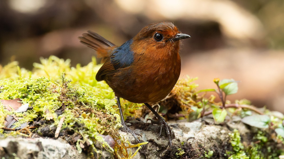 Bornean Shortwing - ML644510519