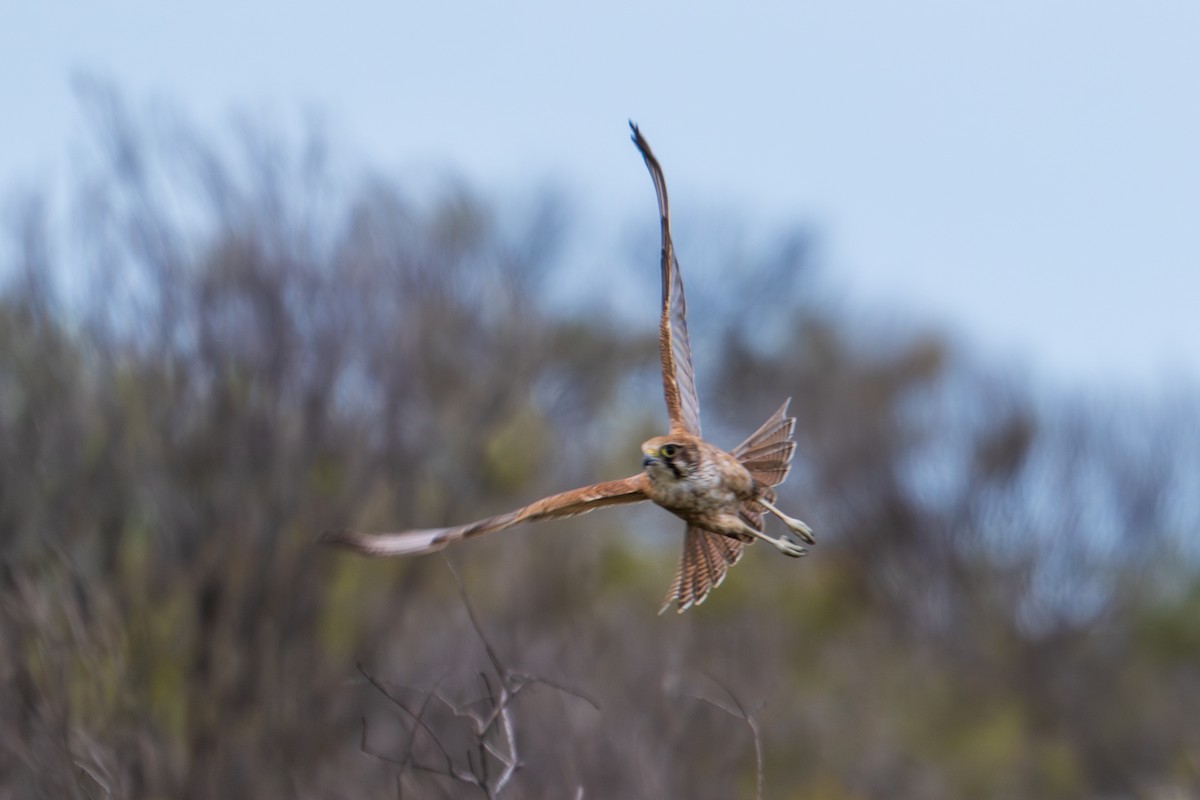 Brown Falcon - ML644510527